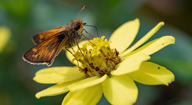 It's the little things: The simple joys of Macro photography